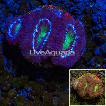 LiveAquaria® cultured Acan Lord Coral