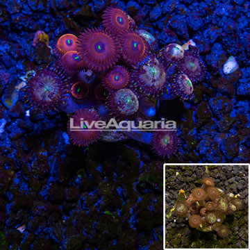LiveAquaria® cultured Zoanthus Coral 
