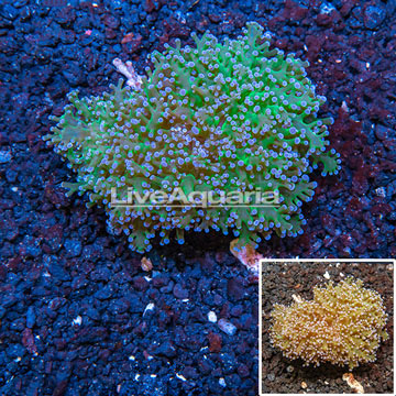 Frogspawn Coral Australia