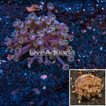 Goniopora Coral Indonesia