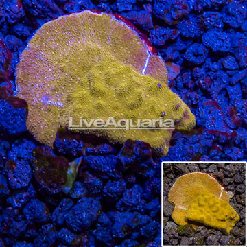 LiveAquaria® Cultured Pumpkin Patch Psammacora Coral