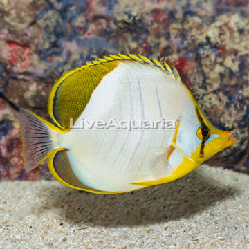 Yellowhead Butterflyfish