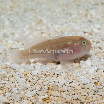 Brown Clown Goby