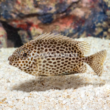 Brown Spotted Spinefoot Rabbitfish