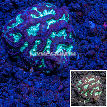 LiveAquaria® cultured Goniastrea Brain Coral