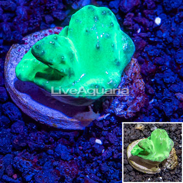 LiveAquaria® cultured Cabbage Leather Coral