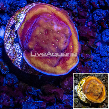 LiveAquaria® cultured Psammacora Coral 