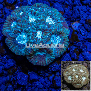 Australia Cultured Goniastrea Brain Coral