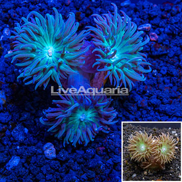 LiveAquaria® Cultured Duncan Coral