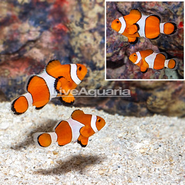 Ocellaris Clownfish, Pair