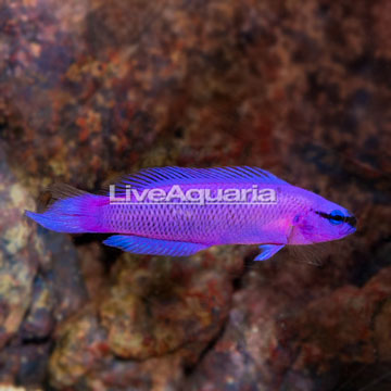 CB Orchid Dottyback