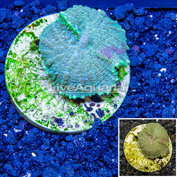 LiveAquaria® Cultured Rhodactis Mushroom Coral