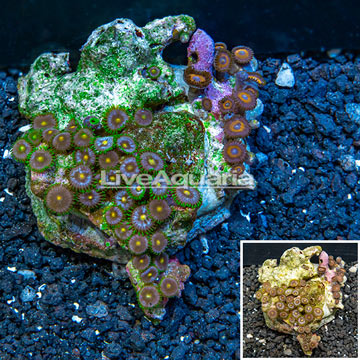 Zoanthus Coral Indonesia