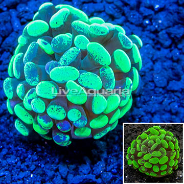 LiveAquaria® Cultured Hammer Coral 