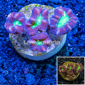 LiveAquaria® Cultured Caulastrea Coral