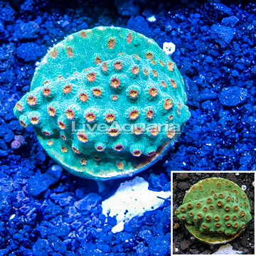 LiveAquaria® Cultured Meteor Shower Cyphastrea Coral