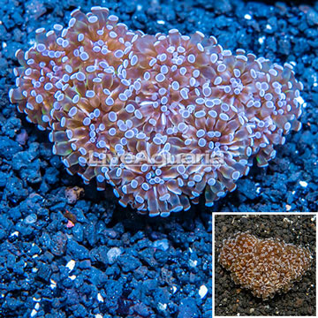 Grape Coral Tonga