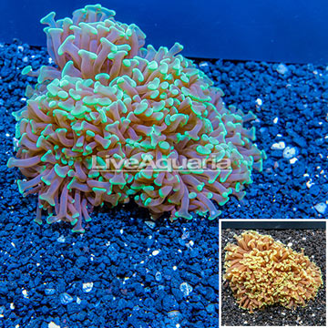 Hammer Coral Australia