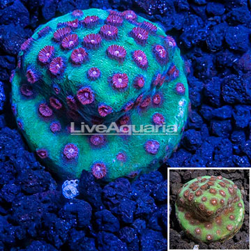 LiveAquaria® Cultured South Beach Cyphastrea Coral