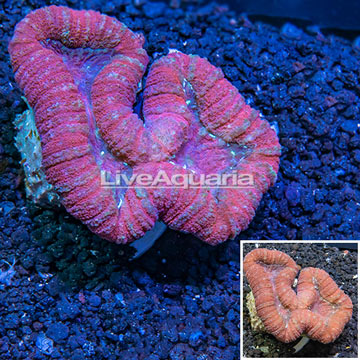 Lobophyllia Coral Tonga