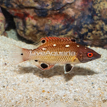 Red Diana Hogfish 