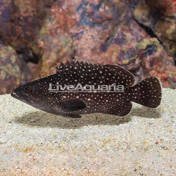 White Spotted Grouper.