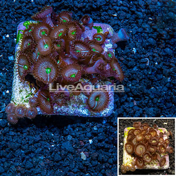 Protopalythoa Coral Australia