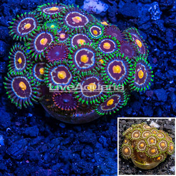 LiveAquaria® Cultured Zoanthus Coral 
