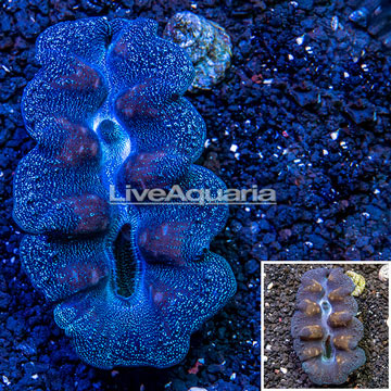 Purple and Blue Crocea Clam