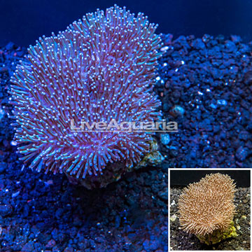 Toadstool Mushroom Leather Coral Indonesia