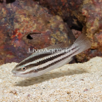 Striped Parrotfish, Juvenile