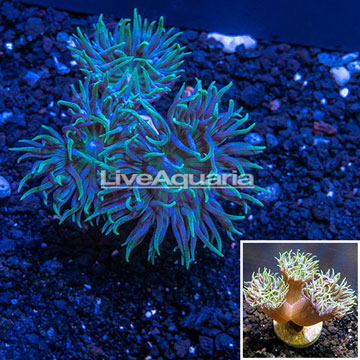 LiveAquaria® Cultured Duncan Coral Australia