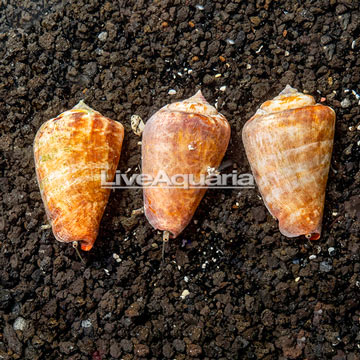 Orange Lip Conch Snail, 3-Lot