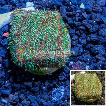 LiveAquaria® Cultured Green Psammacora Coral