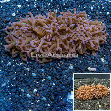 Hammer Hybrid Coral Australia