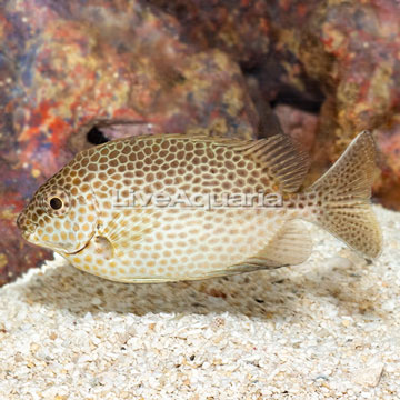 Brown Spotted Spinefoot