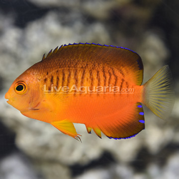 cool fish on diver