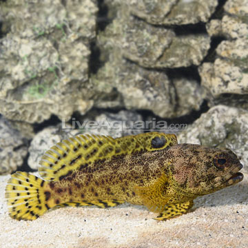 cool fish on diver