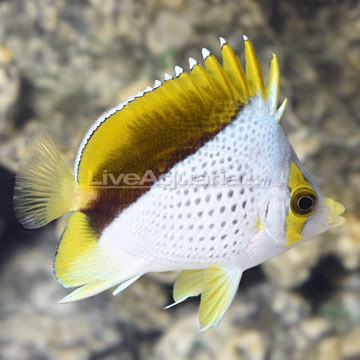 cool fish on diver