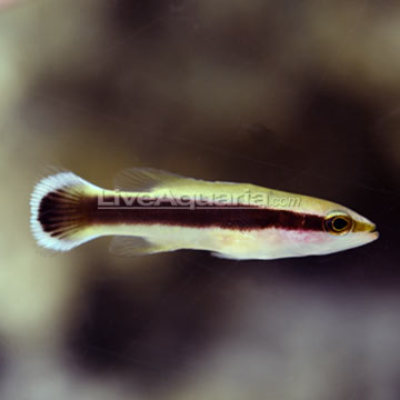 cool fish on diver