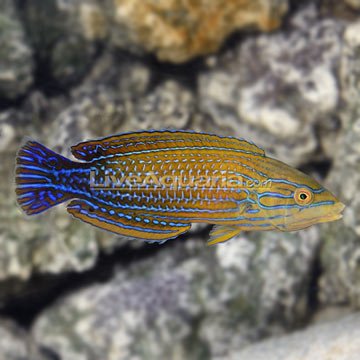 cool fish on diver