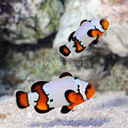 ORA® Captive-Bred Premium Black Ice Snowflake Ocellaris Clownfish (Bonded Pair) (click for more detail)