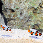 ORA® Captive-Bred Premium Black Ice Snowflake Ocellaris Clownfish (Bonded Pair) (click for more detail)