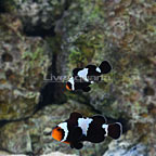 ORA® Captive-Bred Misbar Black Snowflake Ocellaris Clownfish (Bonded Pair) (click for more detail)