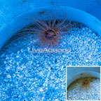 Tube Anemone (click for more detail)