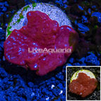 LiveAquaria® Cultured Red Sponge (click for more detail)