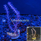 LiveAquaria® Cultured Pink Gorgonia Coral (click for more detail)