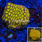 LiveAquaria® Cultured Orange Leptastrea Coral (click for more detail)