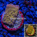 LiveAquaria® Cultured Pumpkin Patch Psammacora Coral (click for more detail)