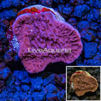 LiveAquaria® Cultured Montipora Coral  (click for more detail)